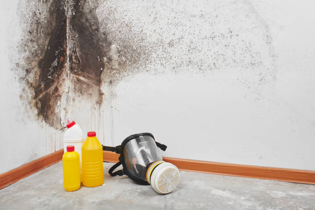 Best Residential Mold Removal  in Travelers Rest, SC