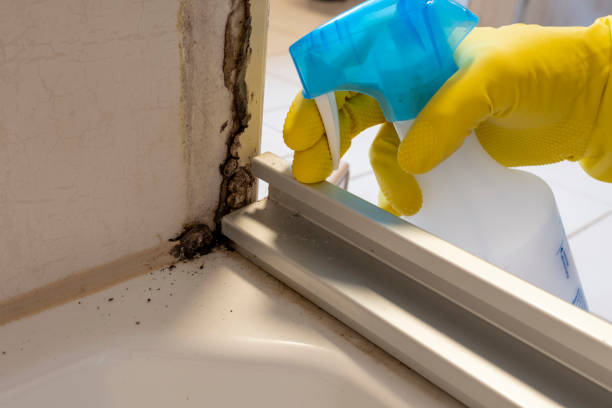 Office Mold Removal Services in Travelers Rest, SC