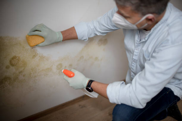 Best Mold Damage Repair  in Travelers Rest, SC