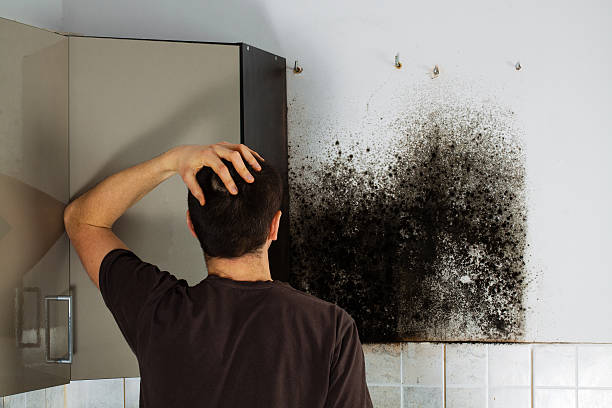 Best Same-Day Mold Removal  in Travelers Rest, SC