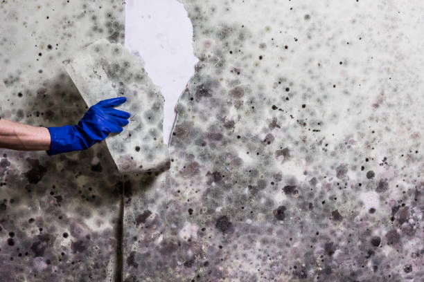 Mold Testing and Removal in Travelers Rest, SC
